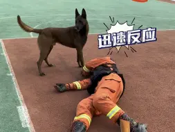 Скачать видео: 玩归玩，闹归闹，出警第一时间就赶到！#搜救犬的日常 #消防员的24小时