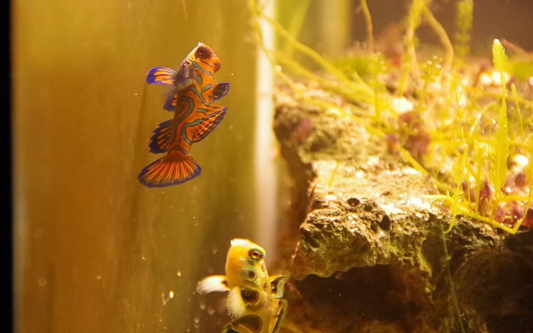 出门见人秀恩爱,我打,我打,我打打打打!(圆点青蛙鱼)