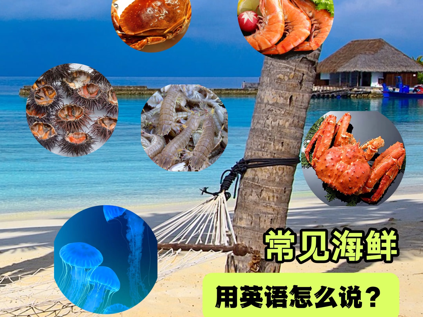 常见的海鲜用英语怎么说?【海鲜英语】哔哩哔哩bilibili