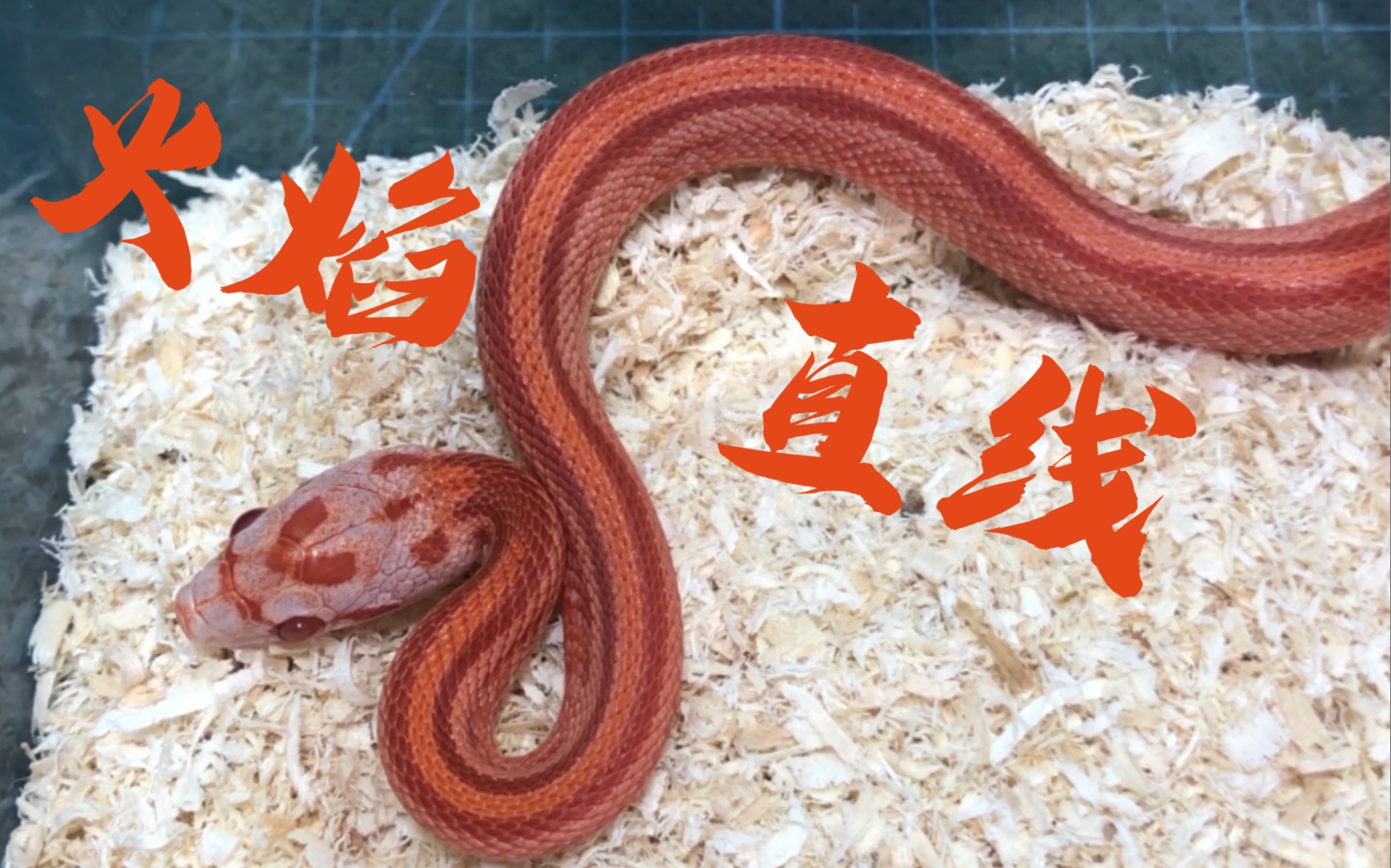 【玉米蛇】两千77火焰直线_哔哩哔哩_bilibili