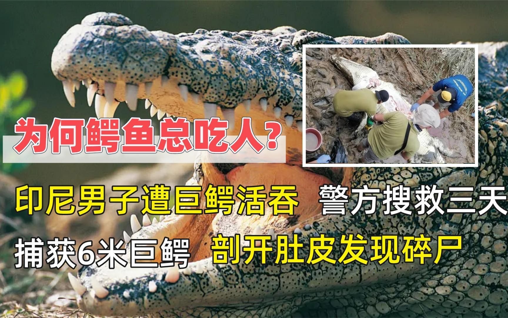 印尼男子被6米巨鳄吞下,剖开肚皮只剩碎尸,为何鳄鱼总吃人?