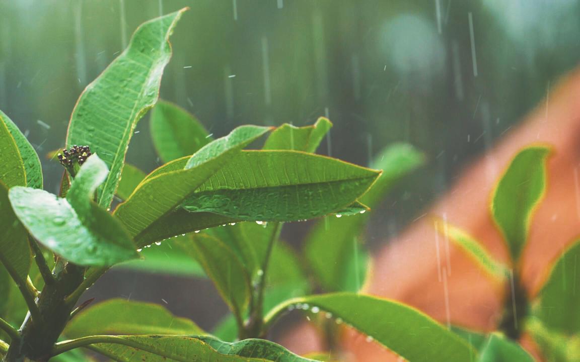 [图]我喜欢雨滴落在树叶上的方式 因为你也曾经这样爱过我。