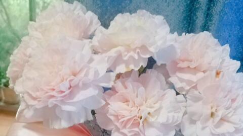 花点心思漂亮生活 画 洋牡丹与铁线蕨 细语 哔哩哔哩 Bilibili 花点心思漂亮生活 画 洋牡丹与铁线蕨 细语 哔哩哔哩 Bilibili