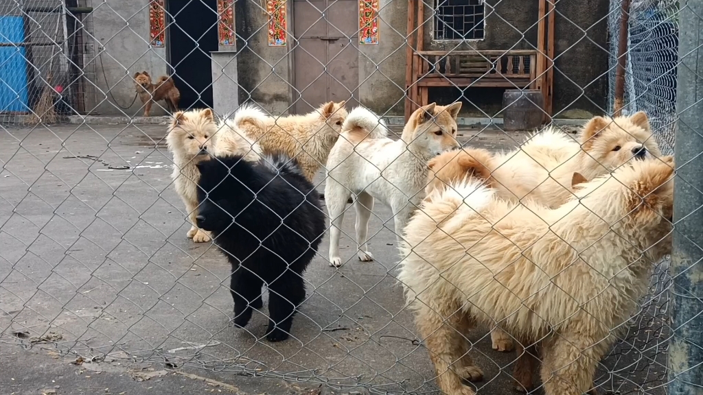 廣東熊犬,也叫土松,小狗出生到現在,從來沒有洗過澡,雖然髒兮兮,但是