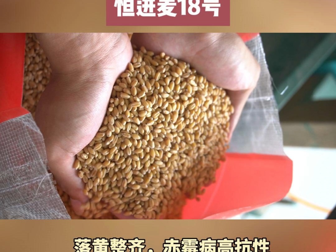 小麦技术,小麦厂家批发,小麦麦种哔哩哔哩bilibili