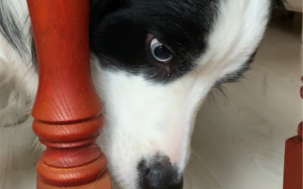 【边牧】向你跑来的鸳鸯眼小可爱