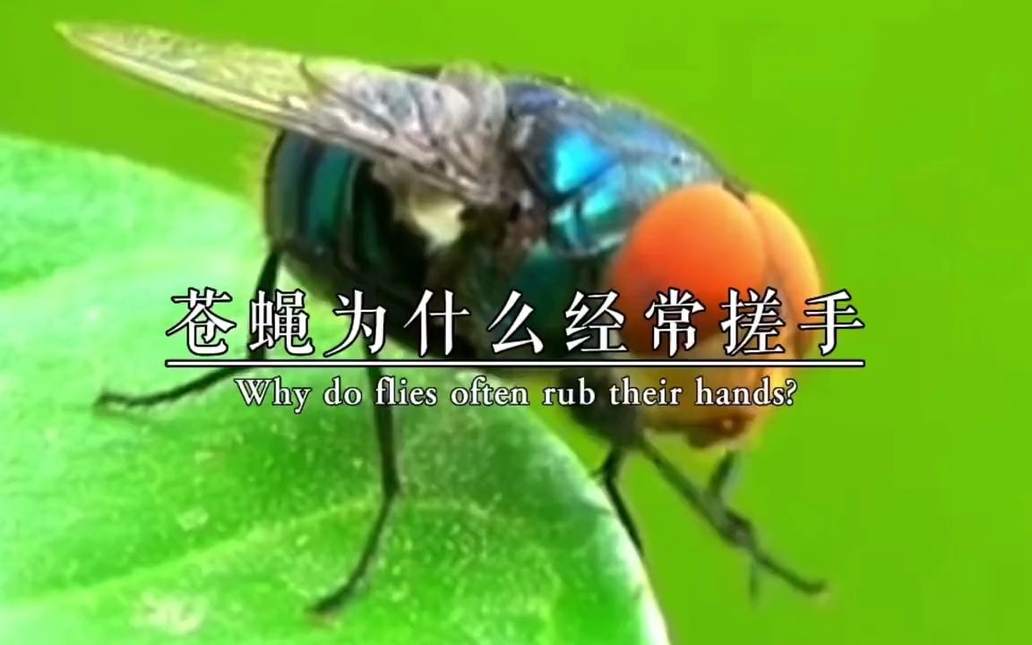 苍蝇为什么经常搓手,甚至有时候把自己的头拧下来玩来玩去