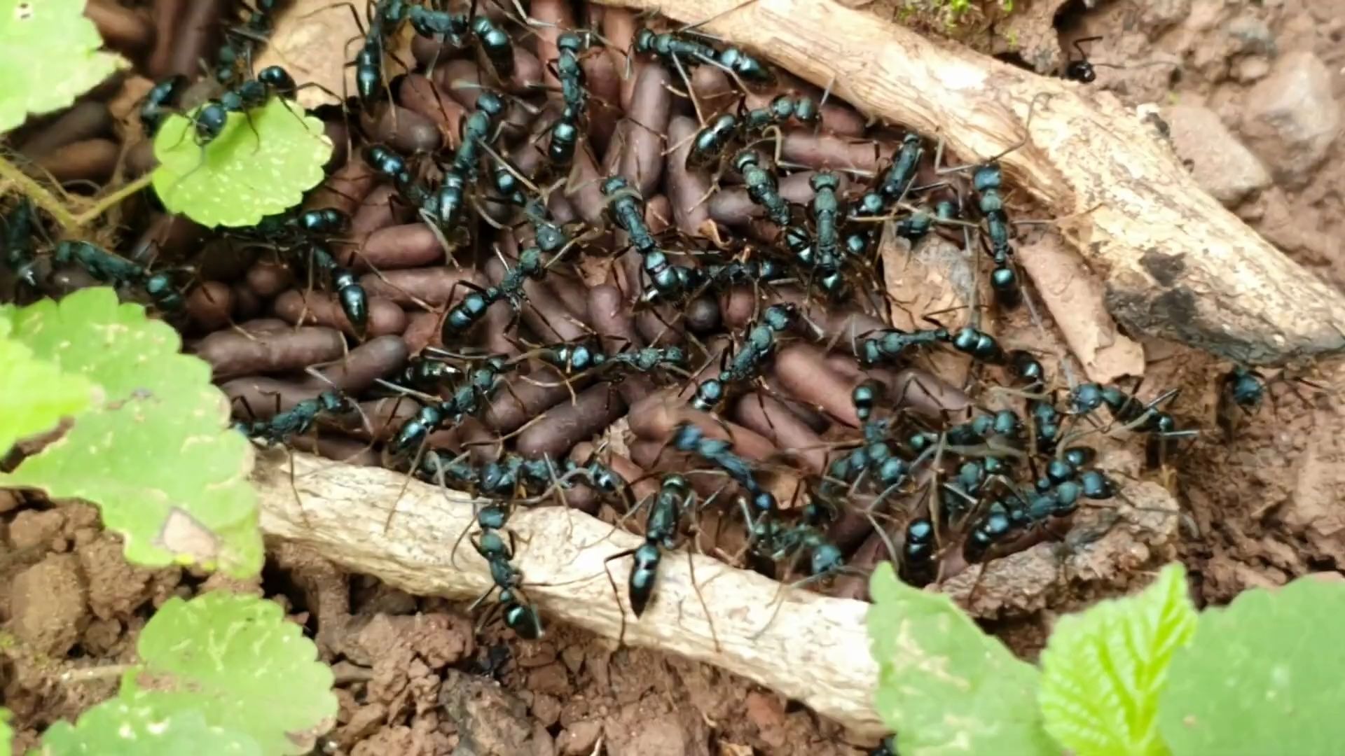 绿色金属色的条纹细猛蚁,这颜色有点惊艳 leptogenys diminuta