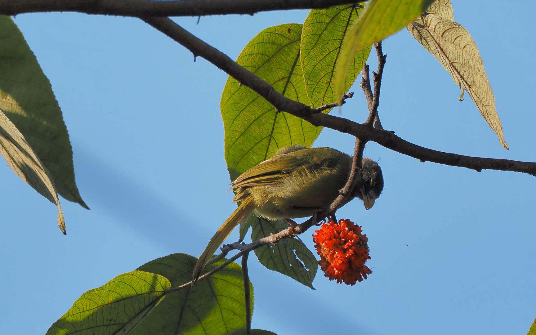 【领雀嘴鹎】 - 认真干饭的鹎鹎,构皮树