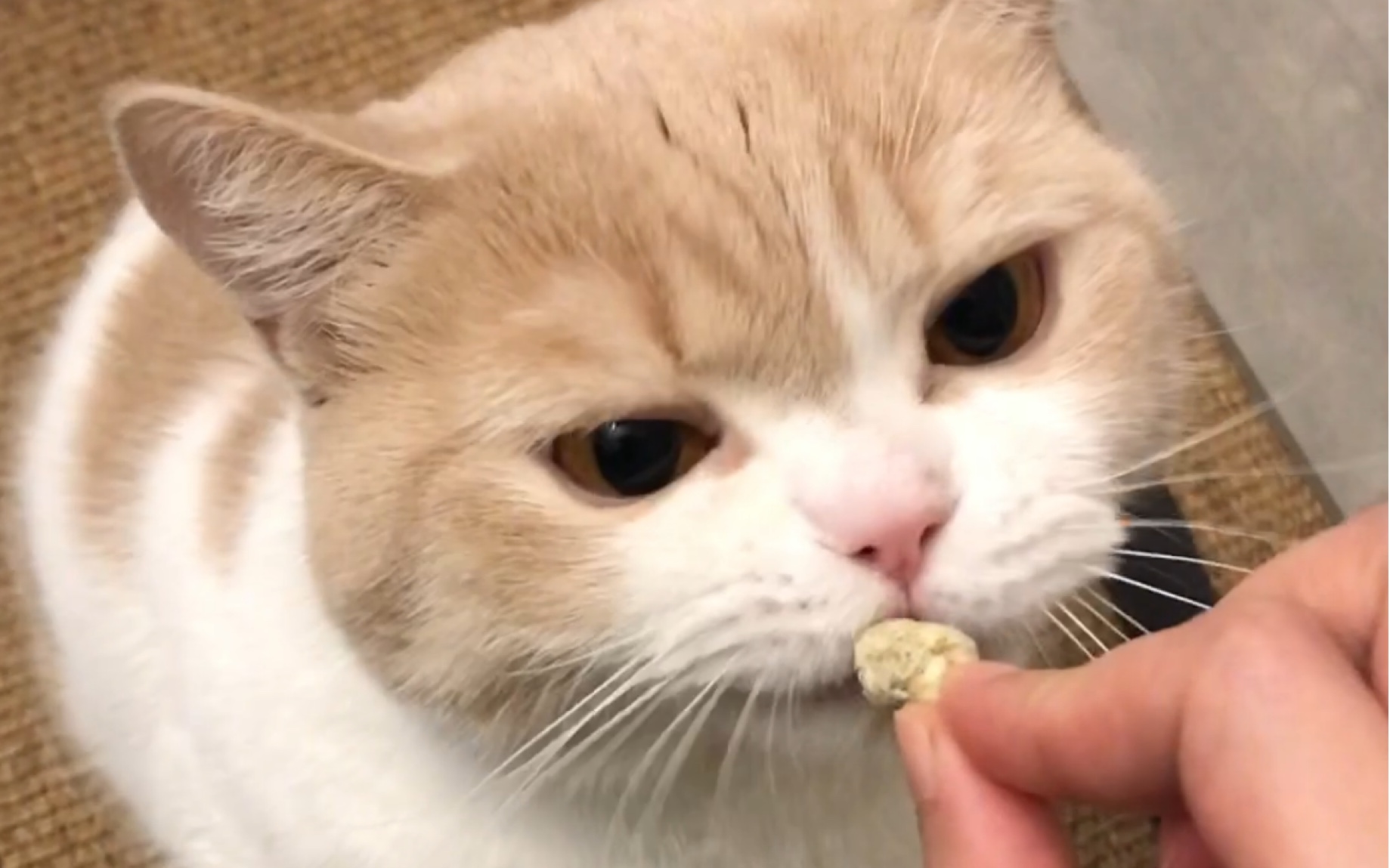 【猫咪格里斯日常】今天的快乐和满足都是格里斯给的