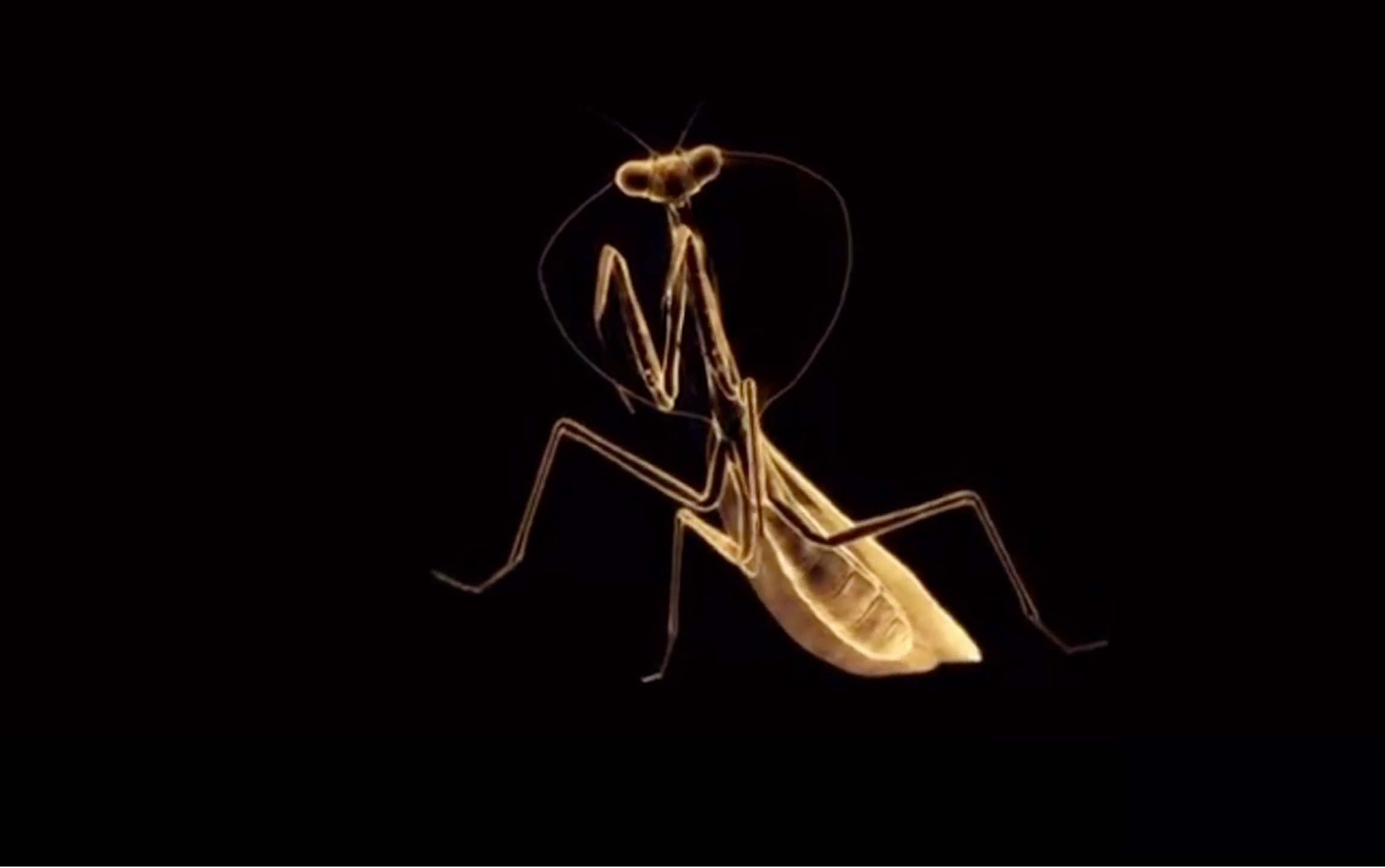 【高燃/混剪】昆虫生死斗3d建模混剪,不一样的生死斗