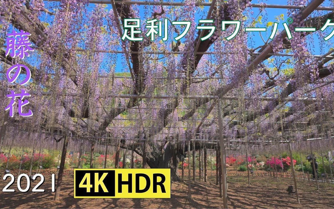 [图]4K HDR 紫藤 足利花园Beautiful Wisteria At Ashikaga Flower Park