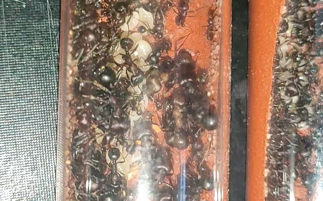 沙地收获蚁 准备去新家了