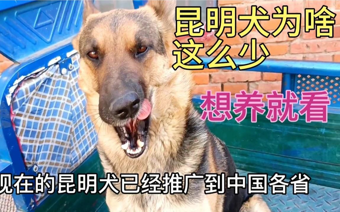 国产军犬之王昆明犬,为何现在很少有人养,和德国牧羊犬那个好哔哩哔哩bilibili