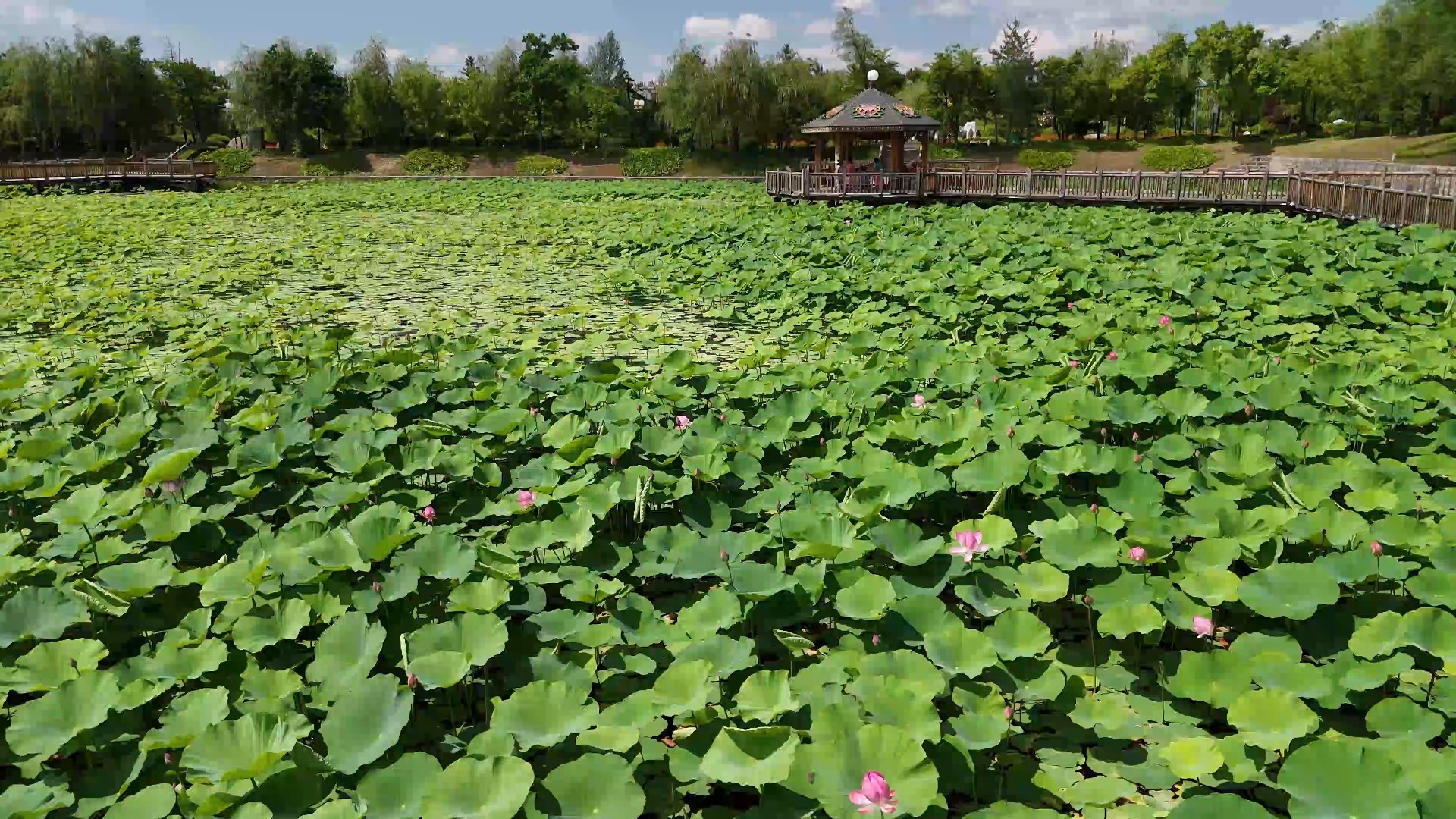 2024年7月【敦化市】鼎山公园 莲花开花直前哔哩哔哩bilibili