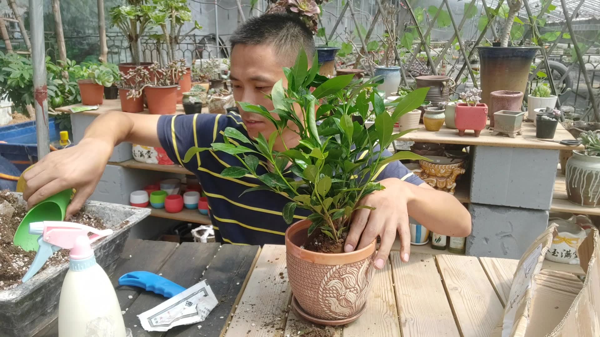 可乐刚哥网购栀子花开箱看看怎么样