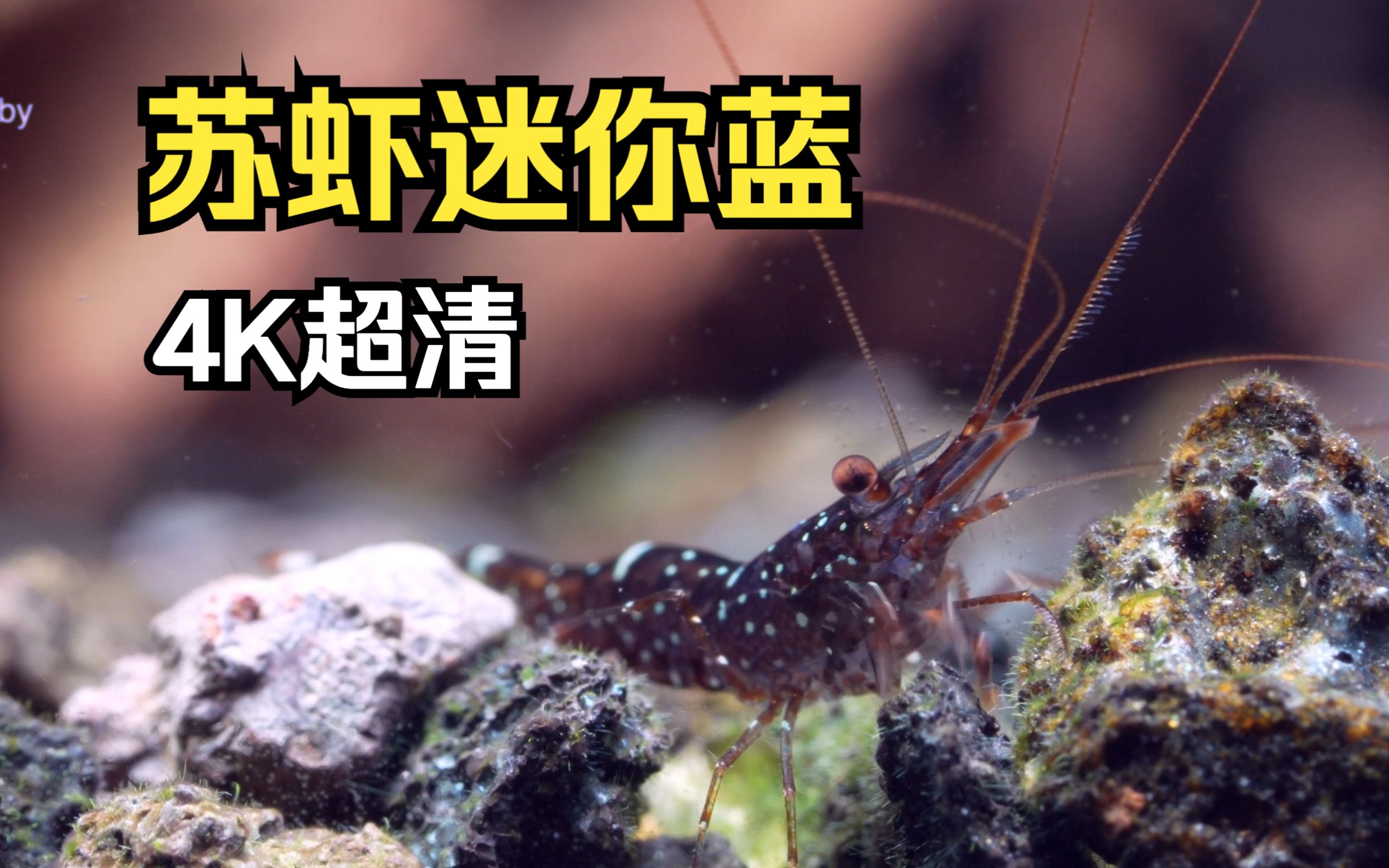 【4k超清】苏拉威西虾苏虾迷你蓝