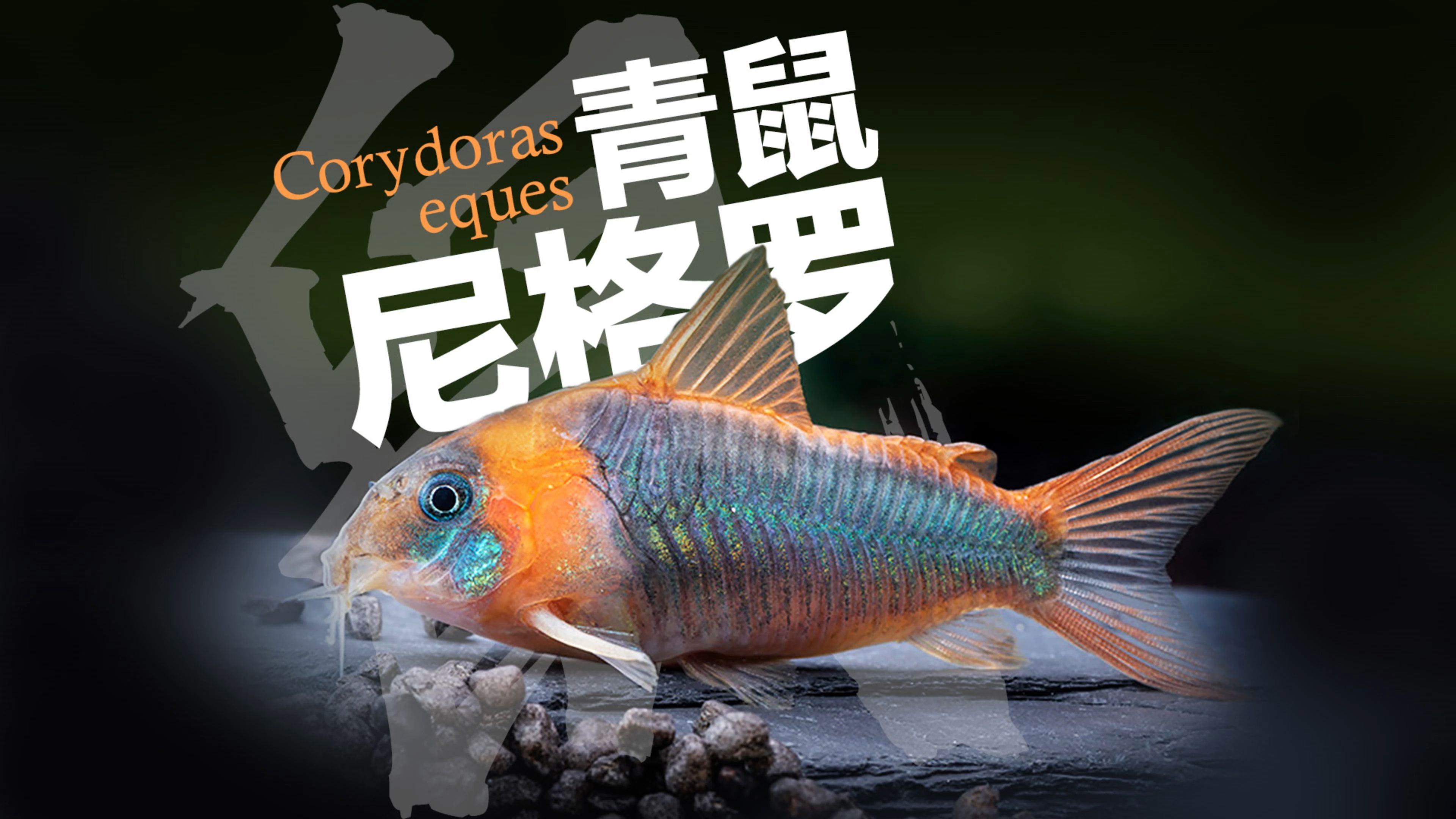 尼格罗青鼠鱼Corydoras eques哔哩哔哩bilibili