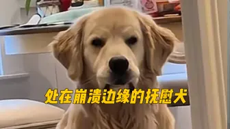 Descargar video: 狗主人一天大哭四次！精神抚慰犬崩溃了！点个抚慰犬给自己解解压#动物总动员