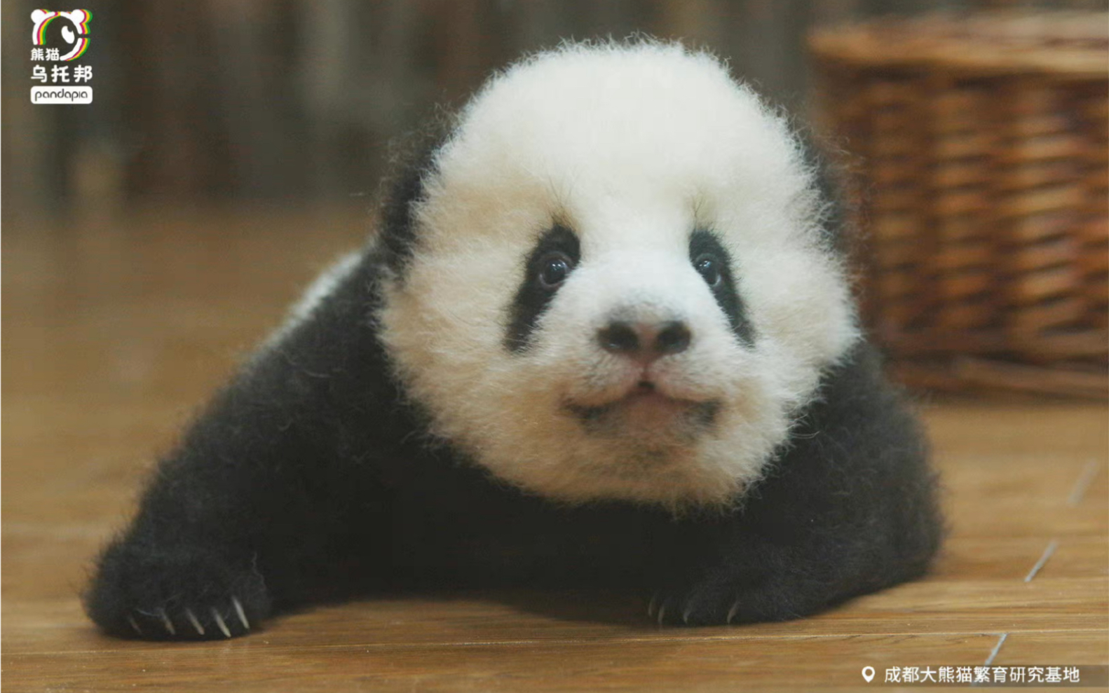 萌物来袭!吵吵闹闹!