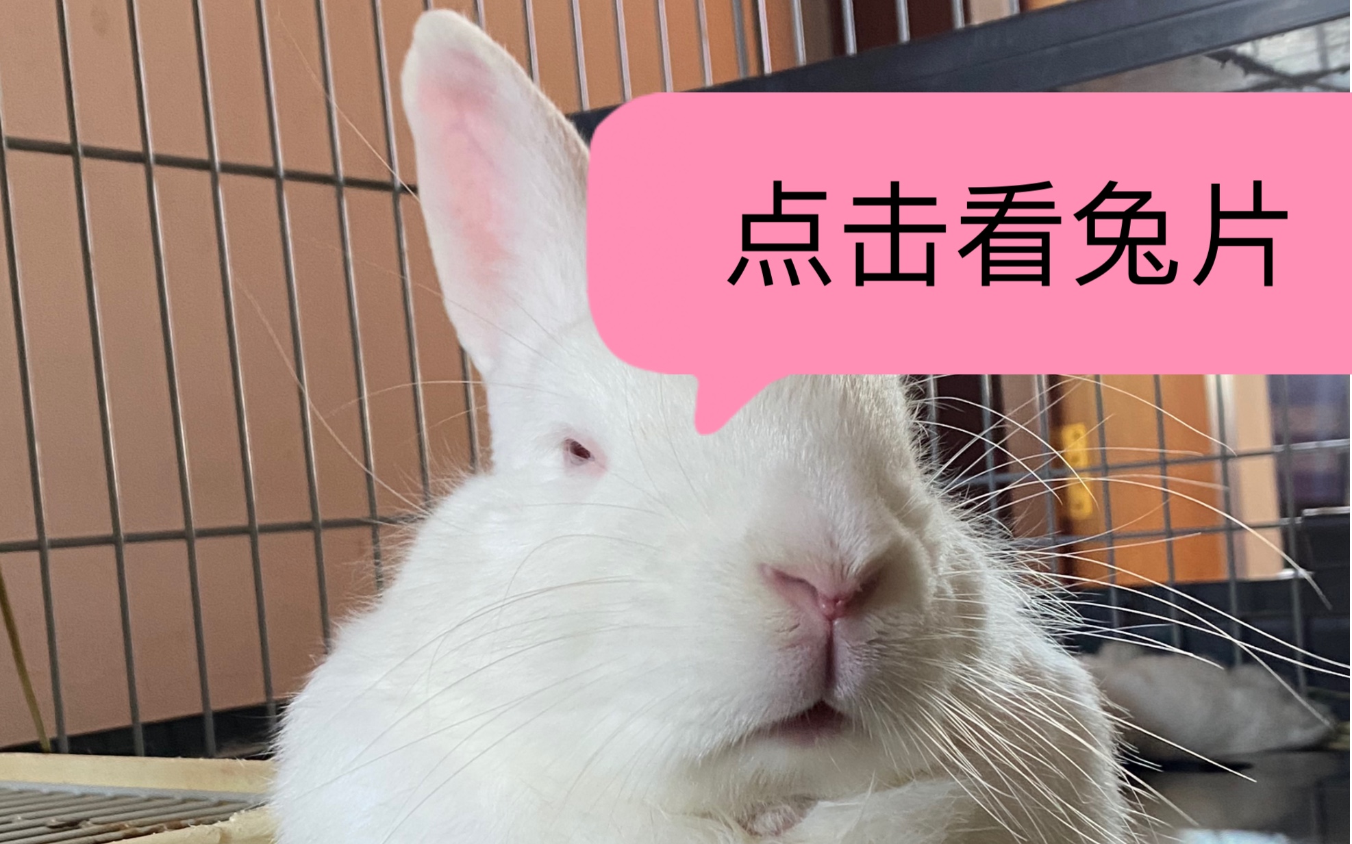 兔兔和竹鼠难以启齿的生活