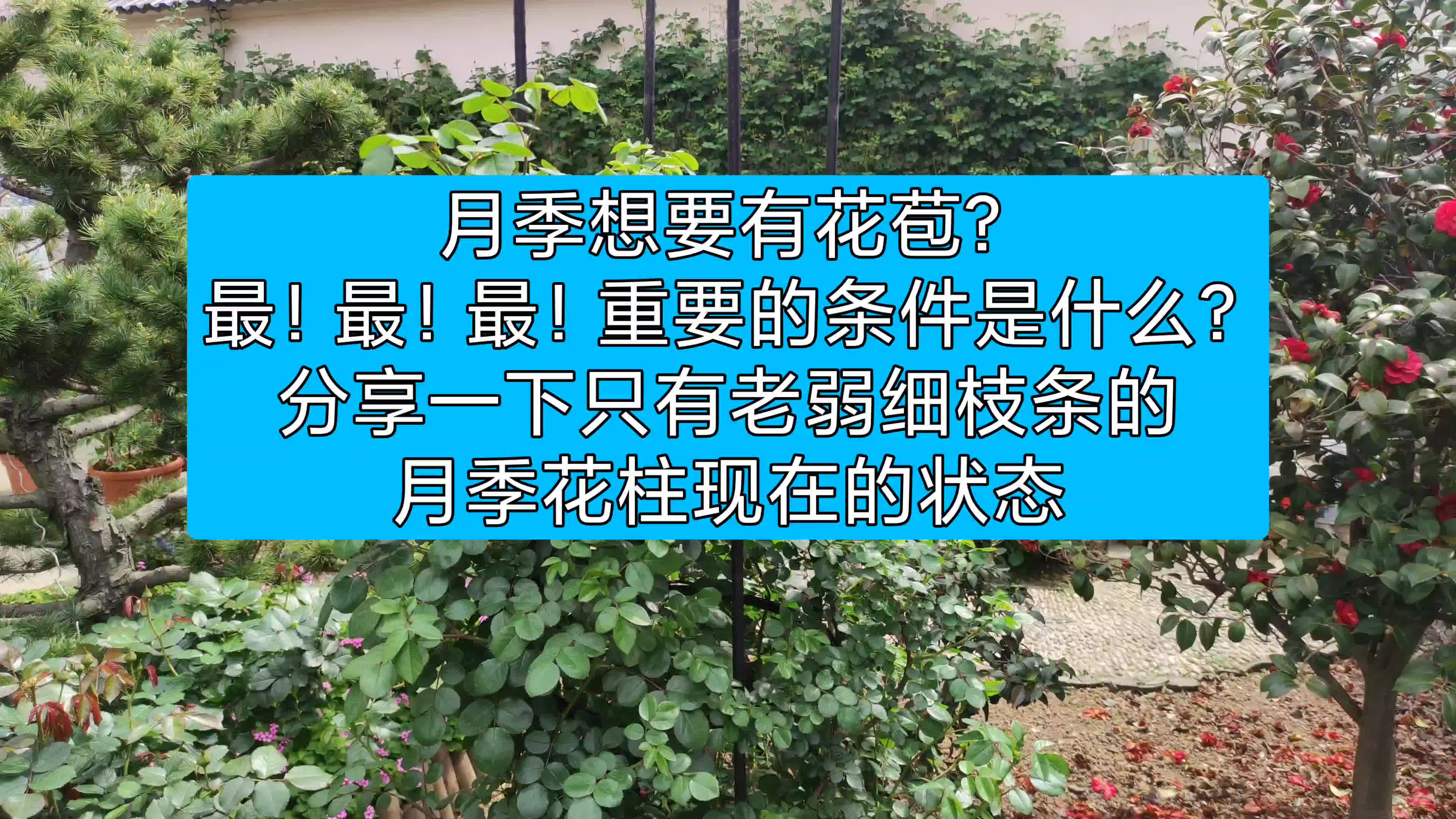 只有几根细弱枝的月季花柱现在的状态.光照肥料哪个重要?哔哩哔哩bilibili