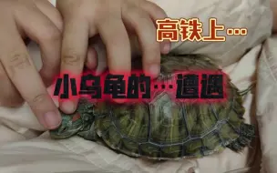 Video herunterladen: 震惊！龟龟被高铁上的小朋友…