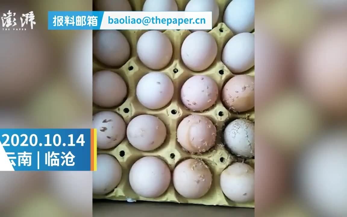 凤庆回应"营养餐鸡蛋变质生蛆 ":成立专项调查组全县排查