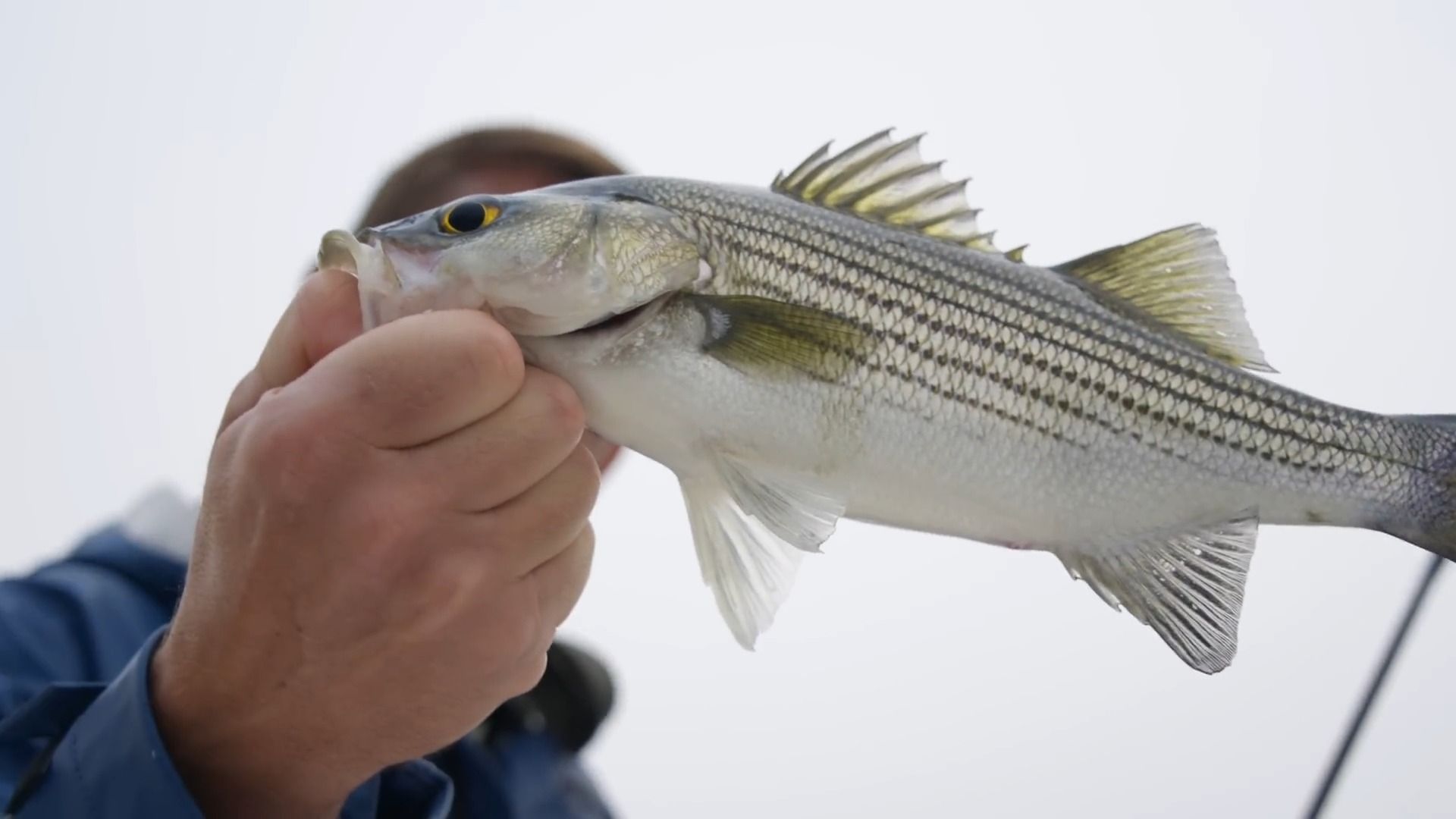 invasive fish are taking overcatch clean cook clown knife fish
