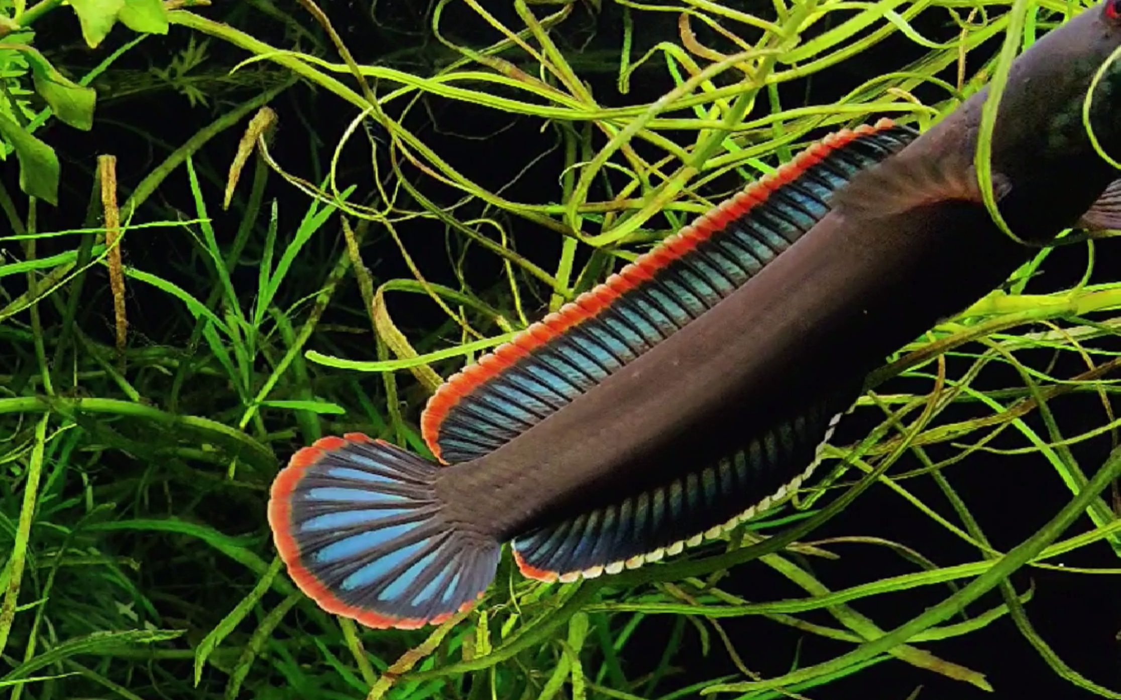 纪念前几个月死去的火背雷龙虽然是人工鱼但是品相不差大家欣赏一下吧