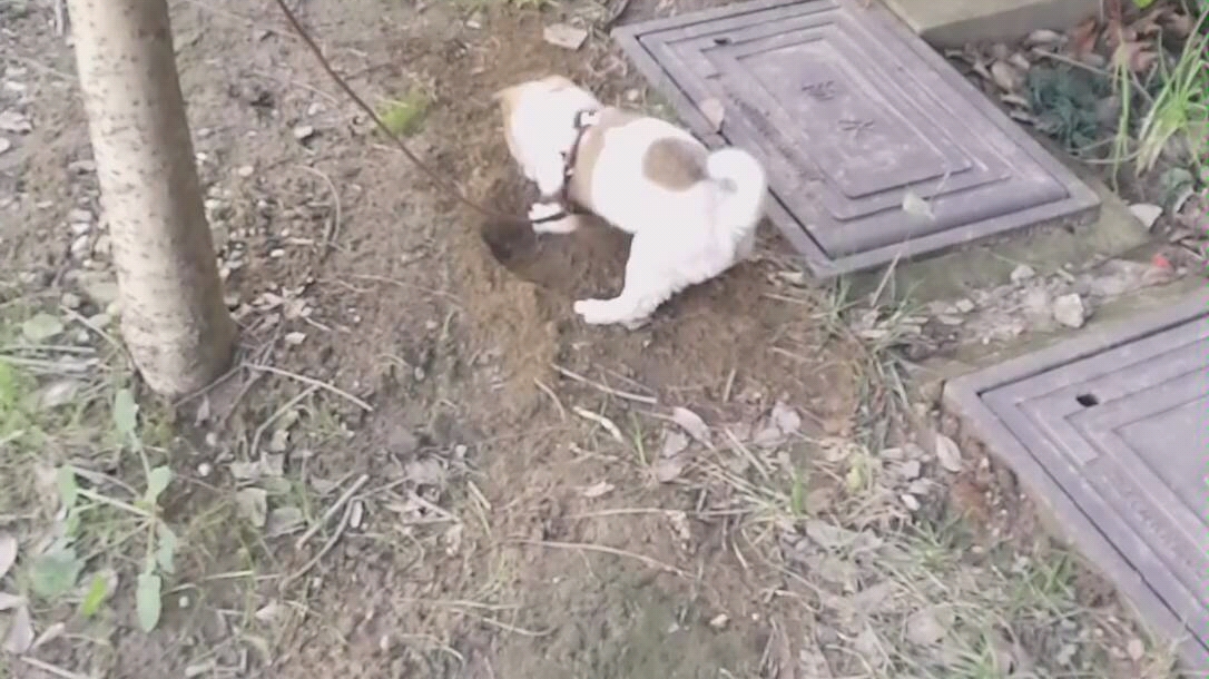 中华田园犬-一只花猪的挖洞日常!