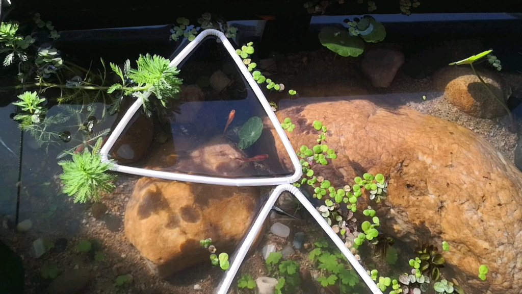 猪槽养鱼第五天