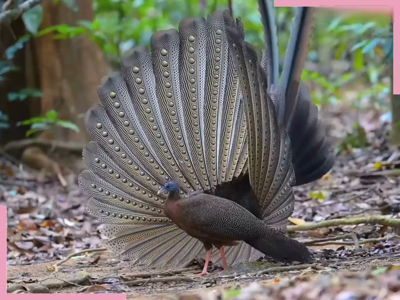 大眼斑雉求偶