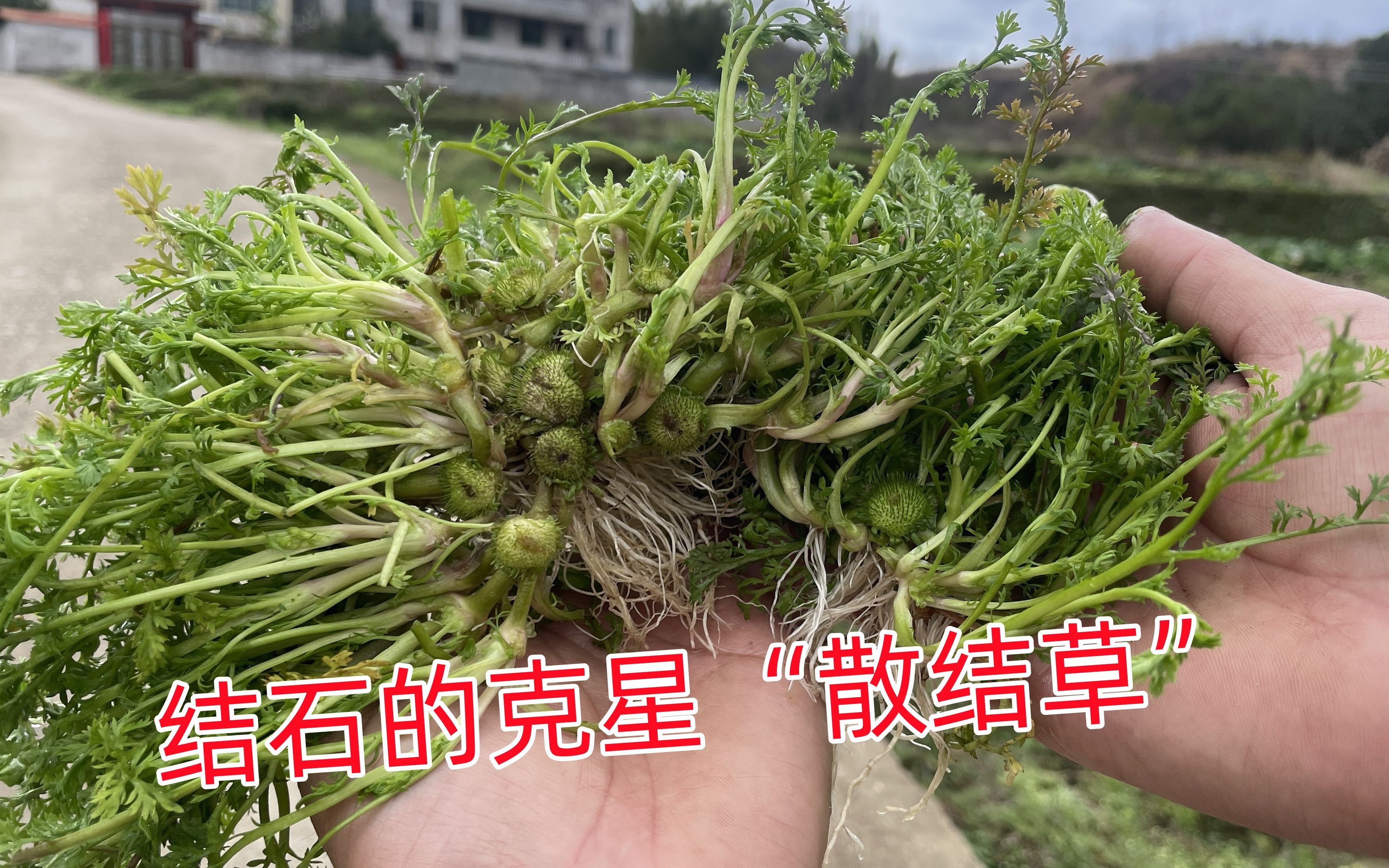 农村泛滥成灾的散结草