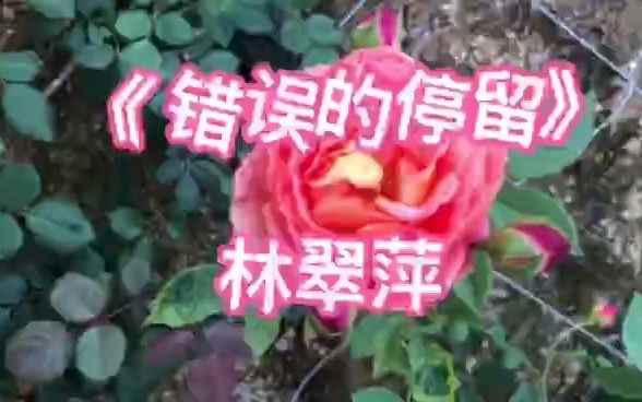 [图]林翠萍一首《错误的停留》听哭了，为何说走就走，为何狠心抛弃我！