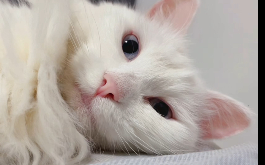 枕边的白猫猫