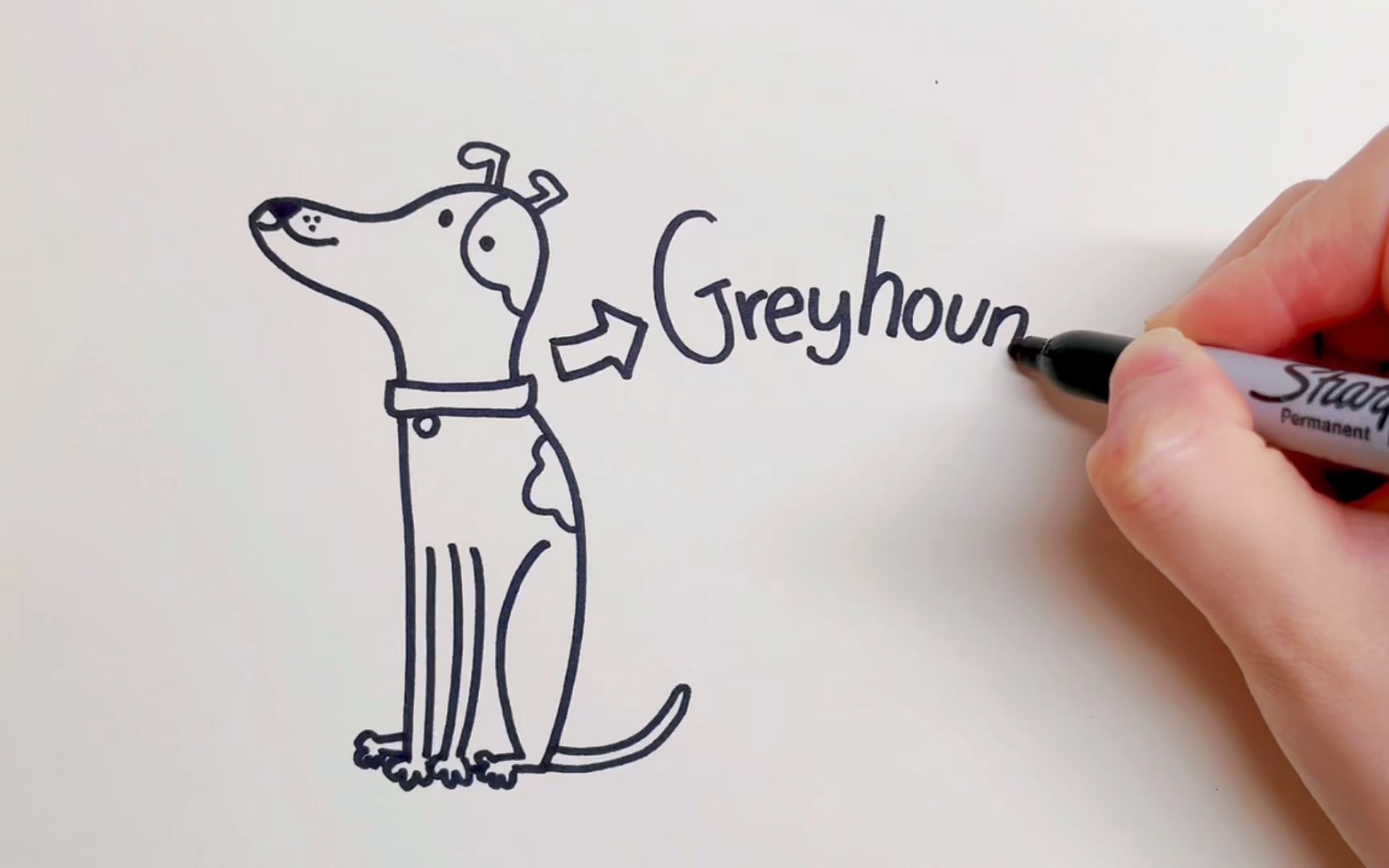 如何画灵缇犬how to draw a greyhound