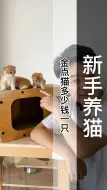 Download Video: 金点猫的神秘在哪里，你知道吗？金点猫多少钱一只？金点猫价格一般多少？英短金点猫多少钱一只？（C732）