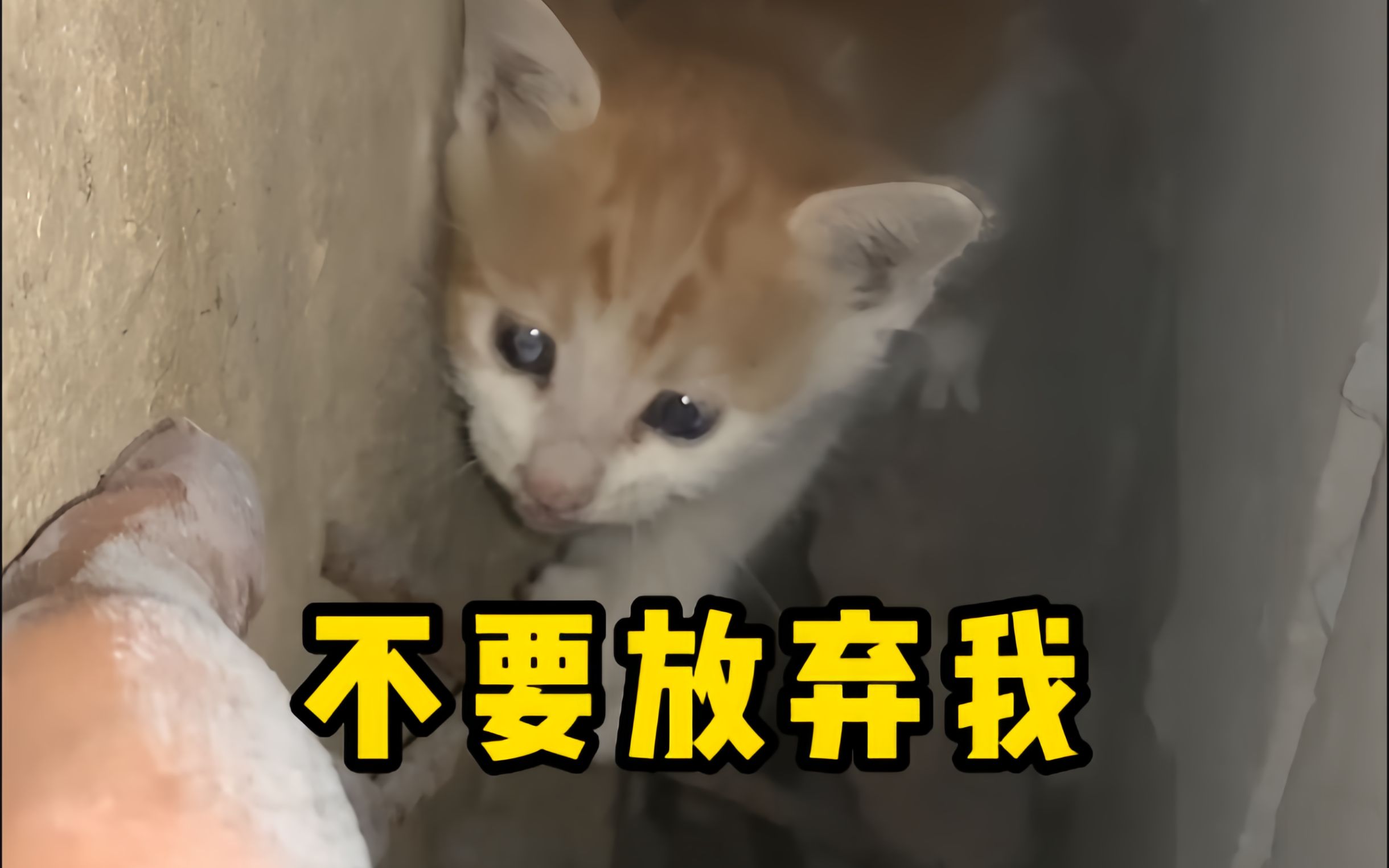 [图]卡在墙缝里的猫，老板：救不上来就算了让它死在里面