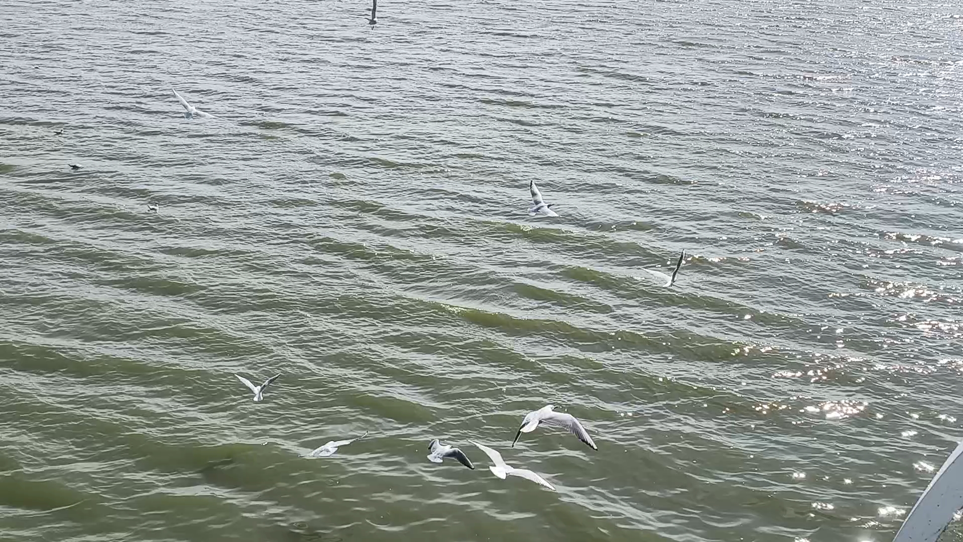 昆明,晋宁,东大河湿地公园,看山看水看海鸥