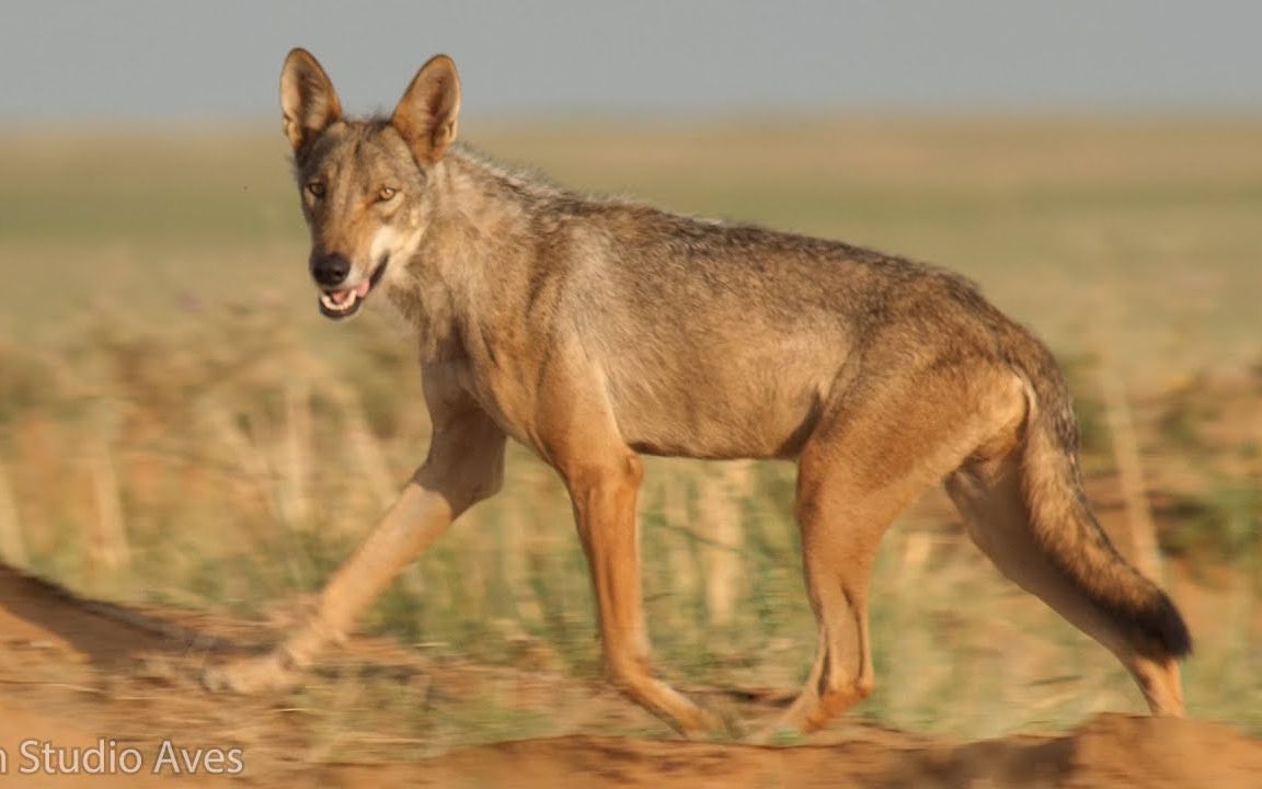 自然保护区印度狼生活影像丨film studio
