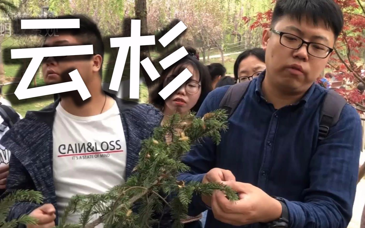 【植物百科】小蚁君教你云杉的识别哔哩哔哩bilibili