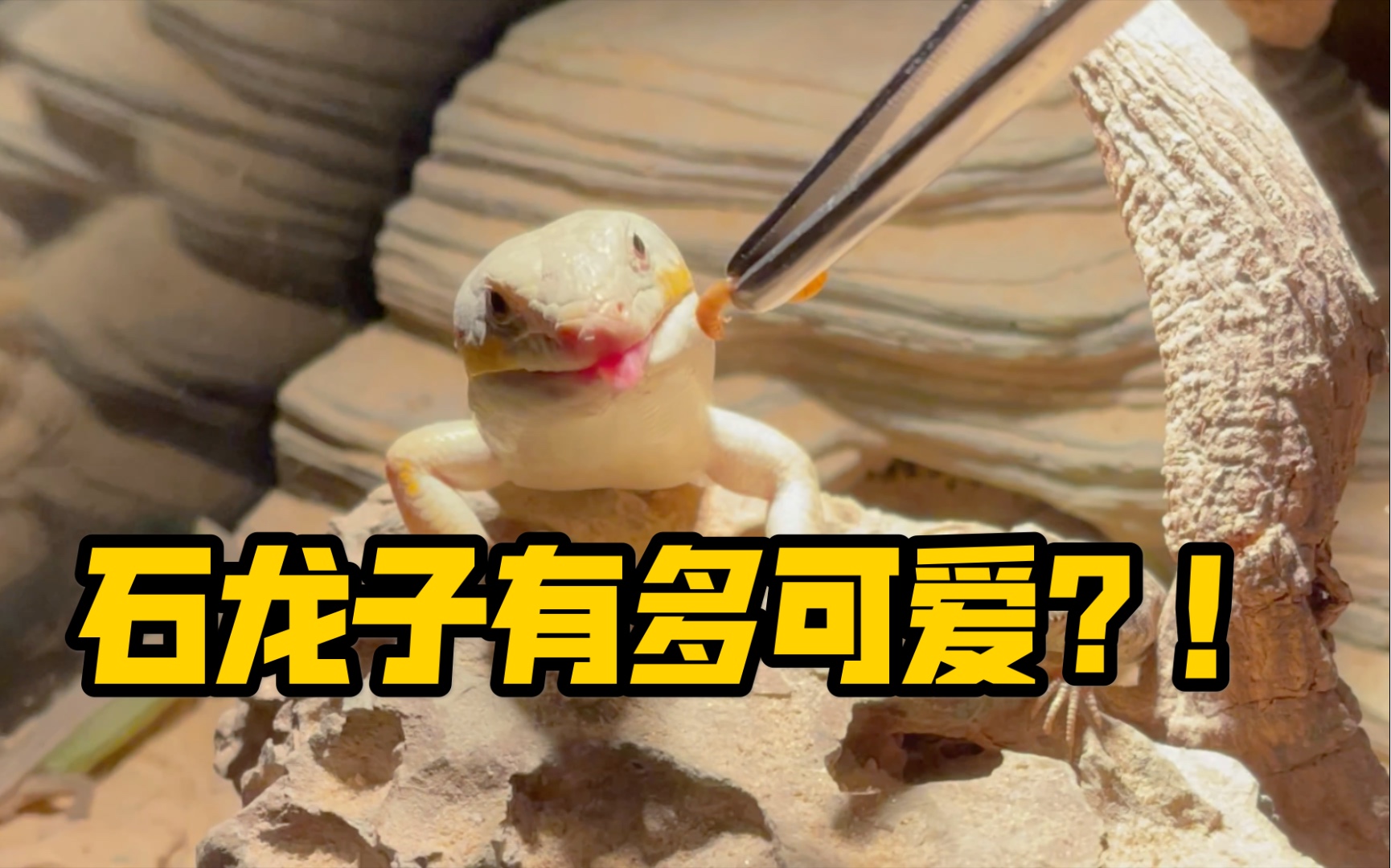 橙点石龙子的互动性有多高本质不过是王境泽罢了