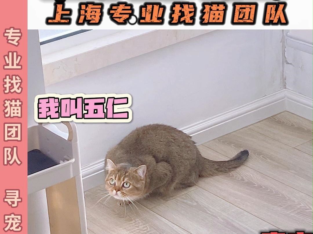 上海专业找猫团队 两宠同时丢失 成功找回哔哩哔哩bilibili