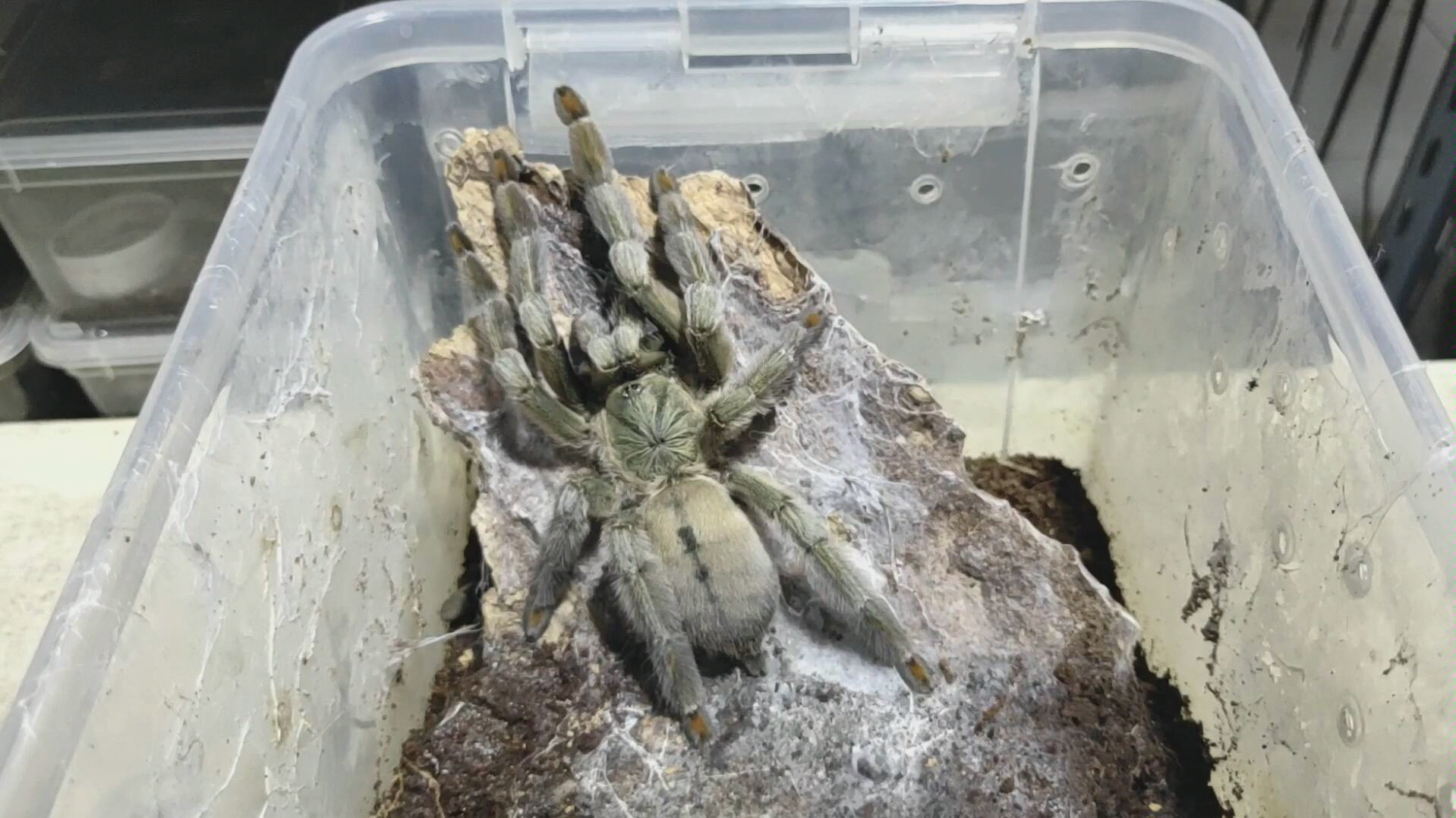 生活技能:瞬移  达成成就:接食 千里达老虎尾介绍喂食饲养视频