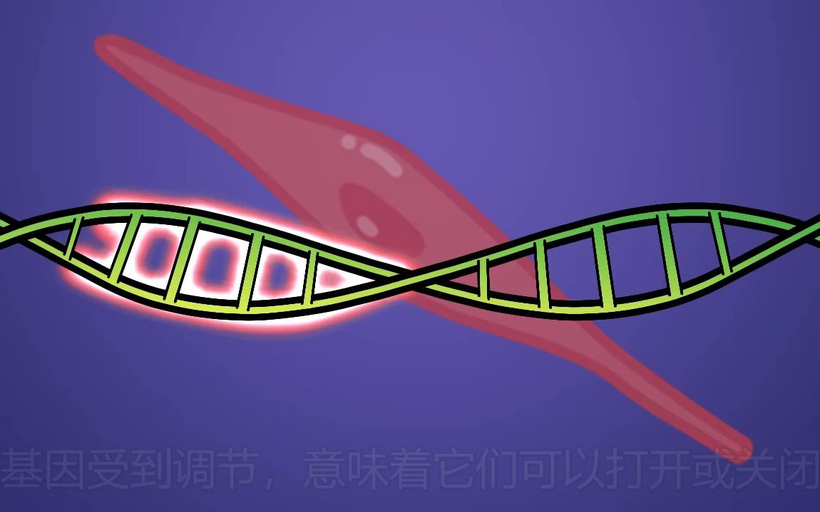 [图]从多能到专一，干细胞分化之路