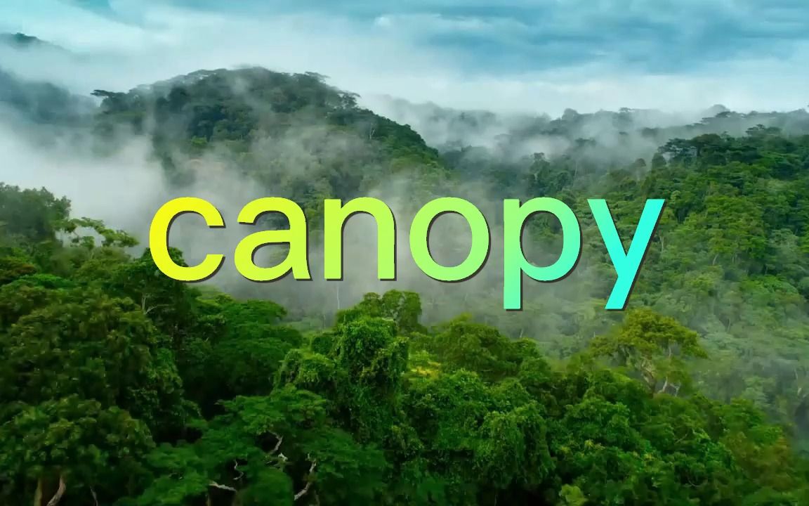 单词canopy哔哩哔哩bilibili