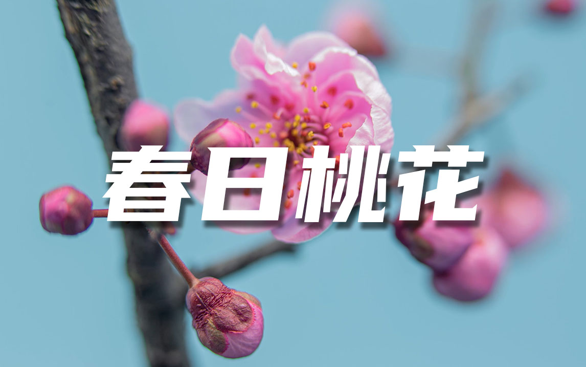 [图]春天绽放的桃花视频素材【VJshi视频素材】