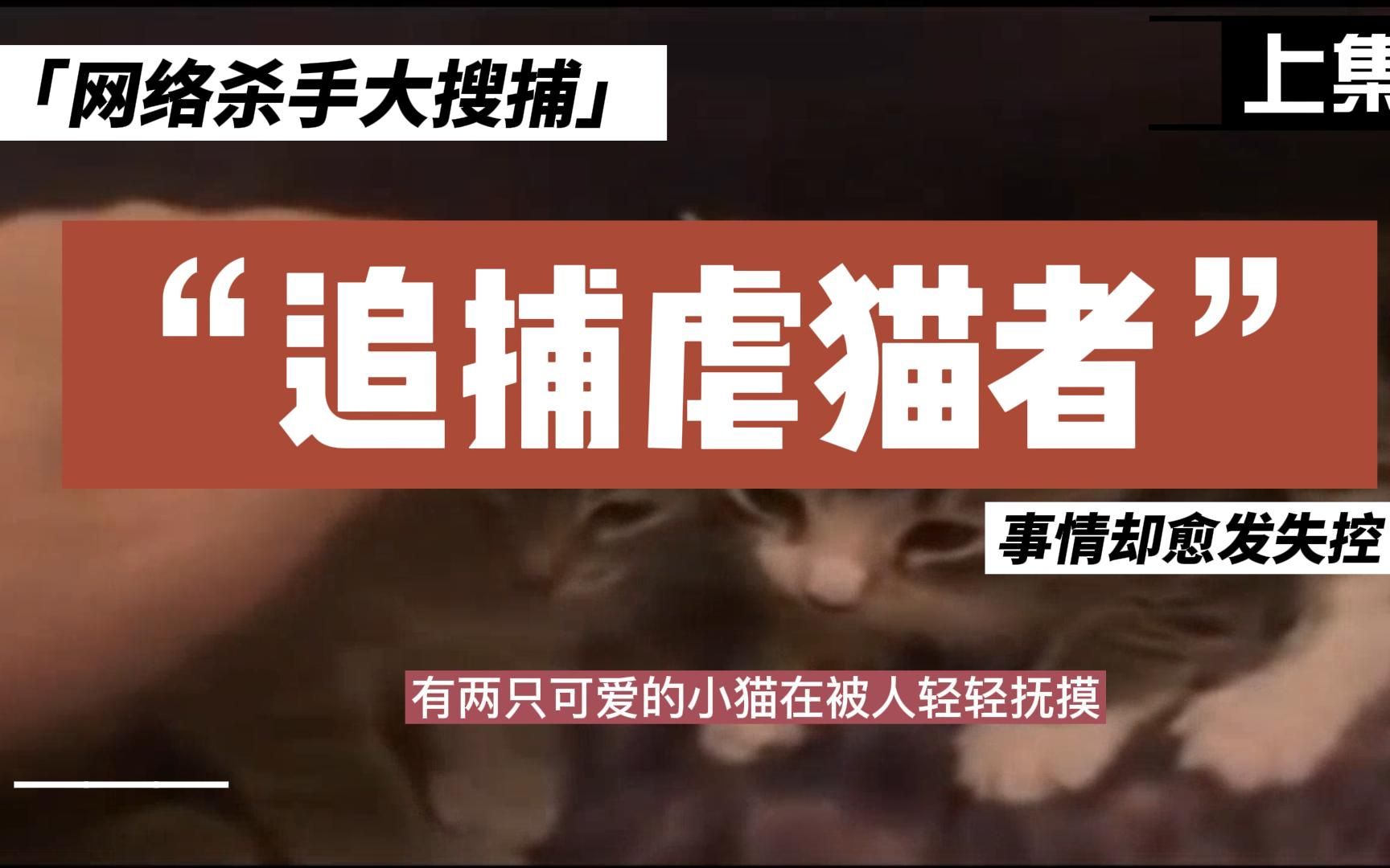 [图]猫奴看了直生气