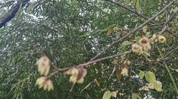 [图]执金吾登山踏雾